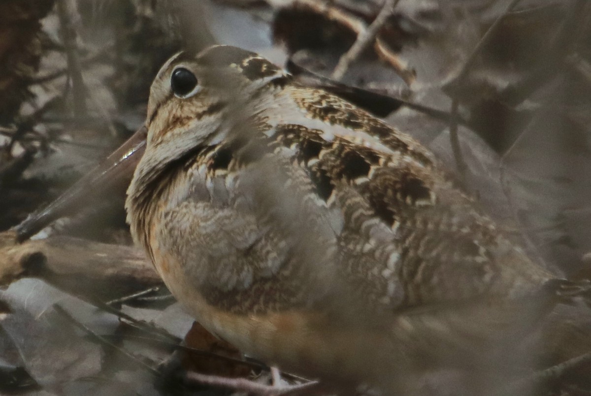 American Woodcock - ML549518981