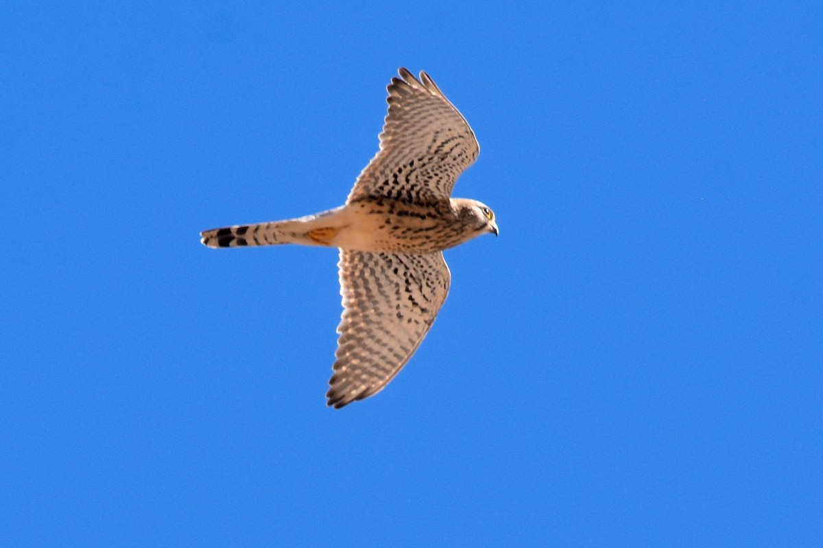 Eurasian Kestrel (Eurasian) - ML549519171