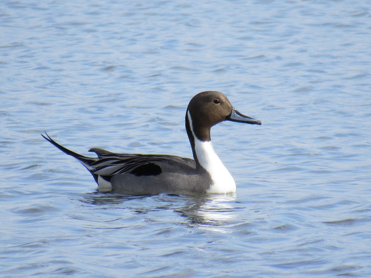Northern Pintail - Mike Partridge