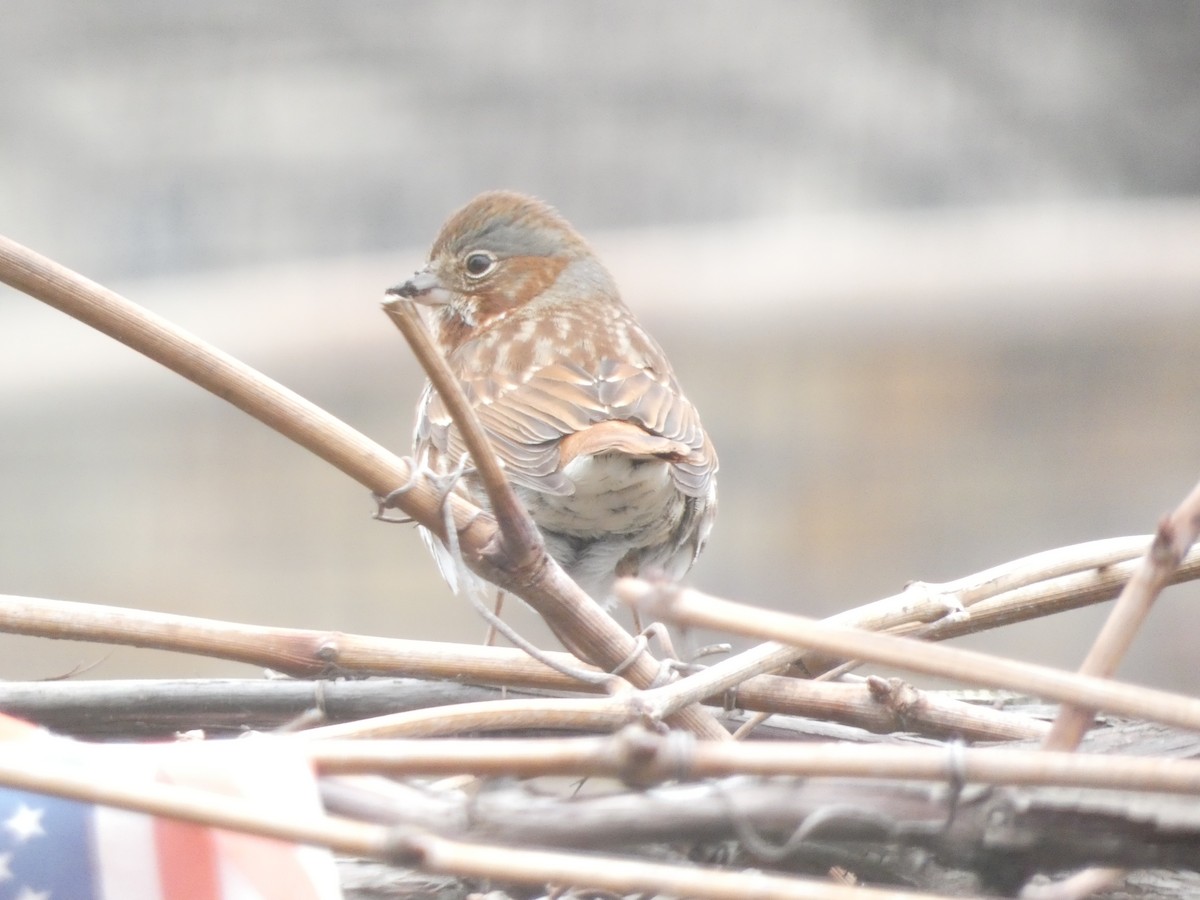 Fox Sparrow - William Buswell