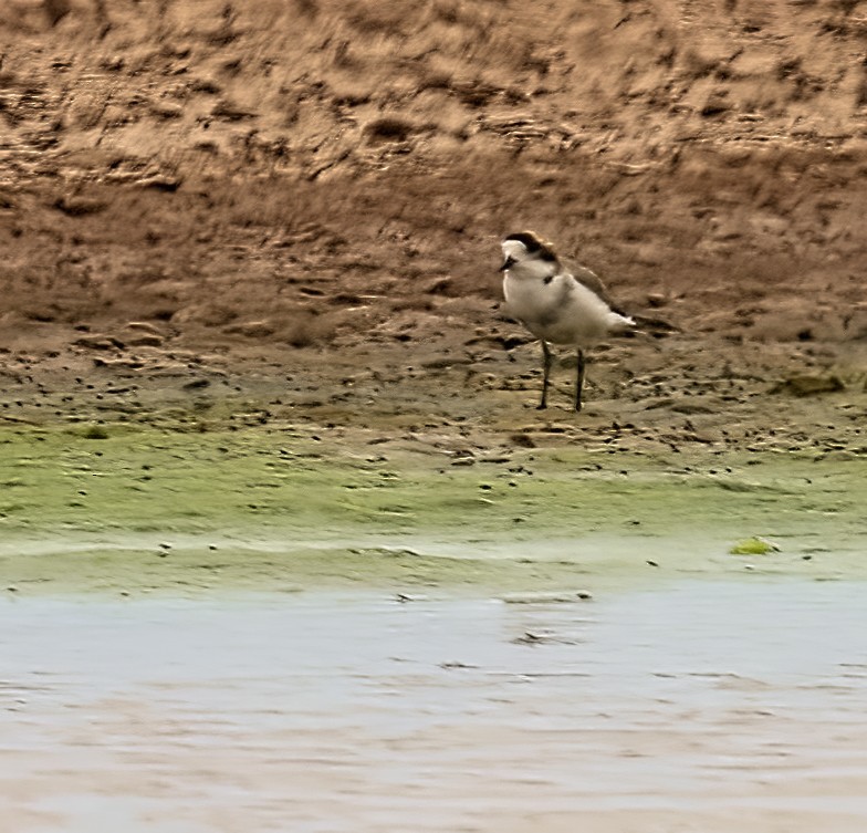 Puna Plover - Joelle Buffa Clyde Morris