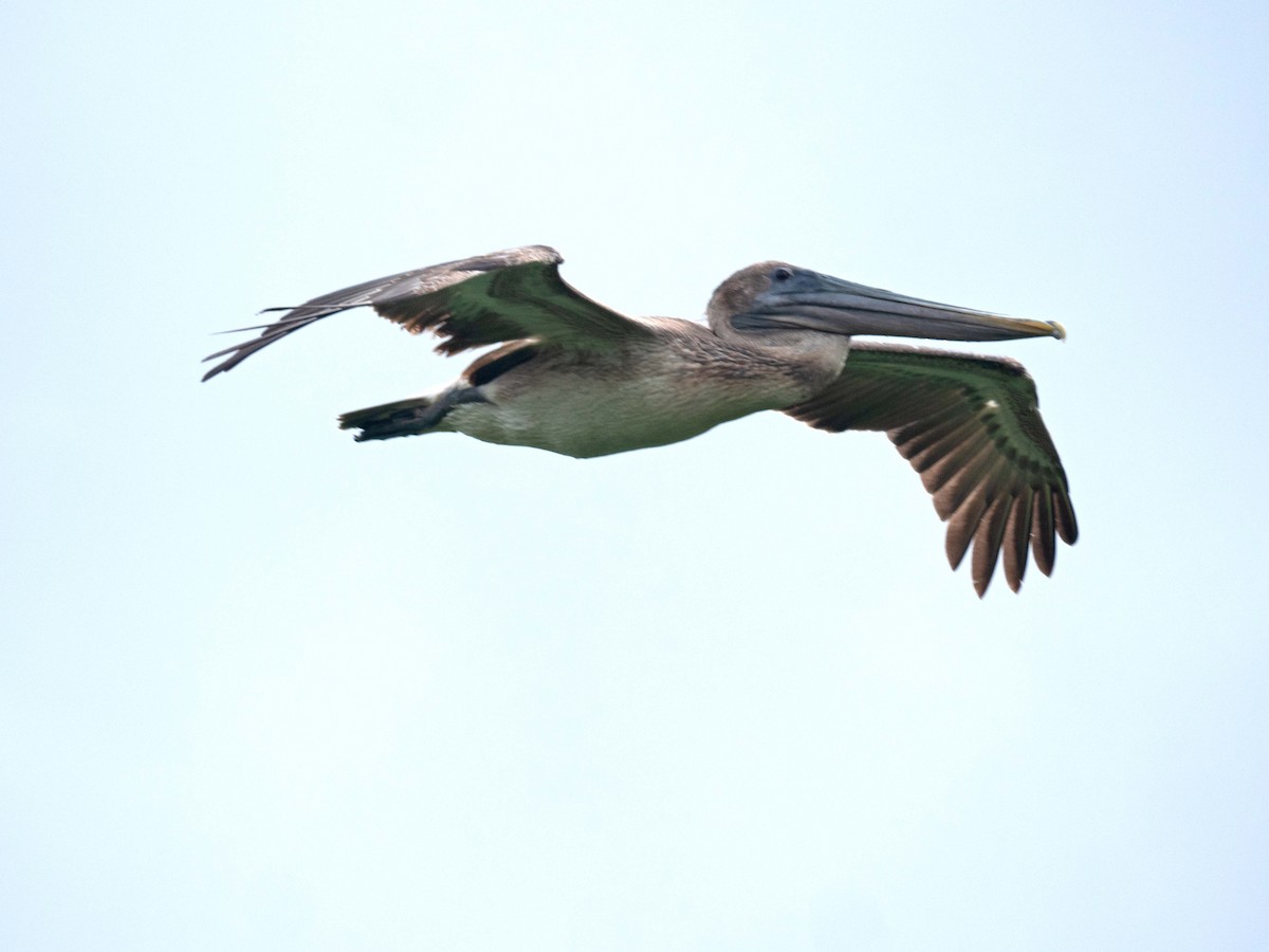 pelikán hnědý - ML549520171