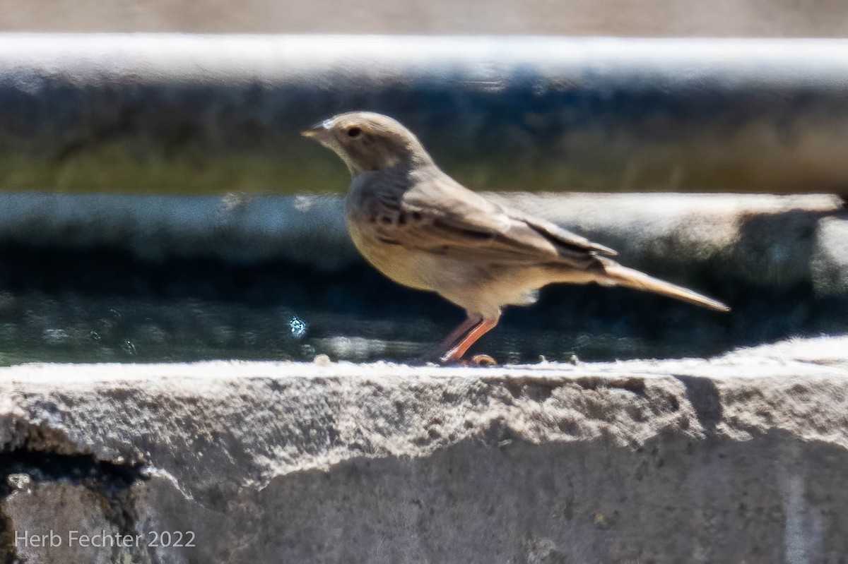 Lark-like Bunting - Herbert Fechter