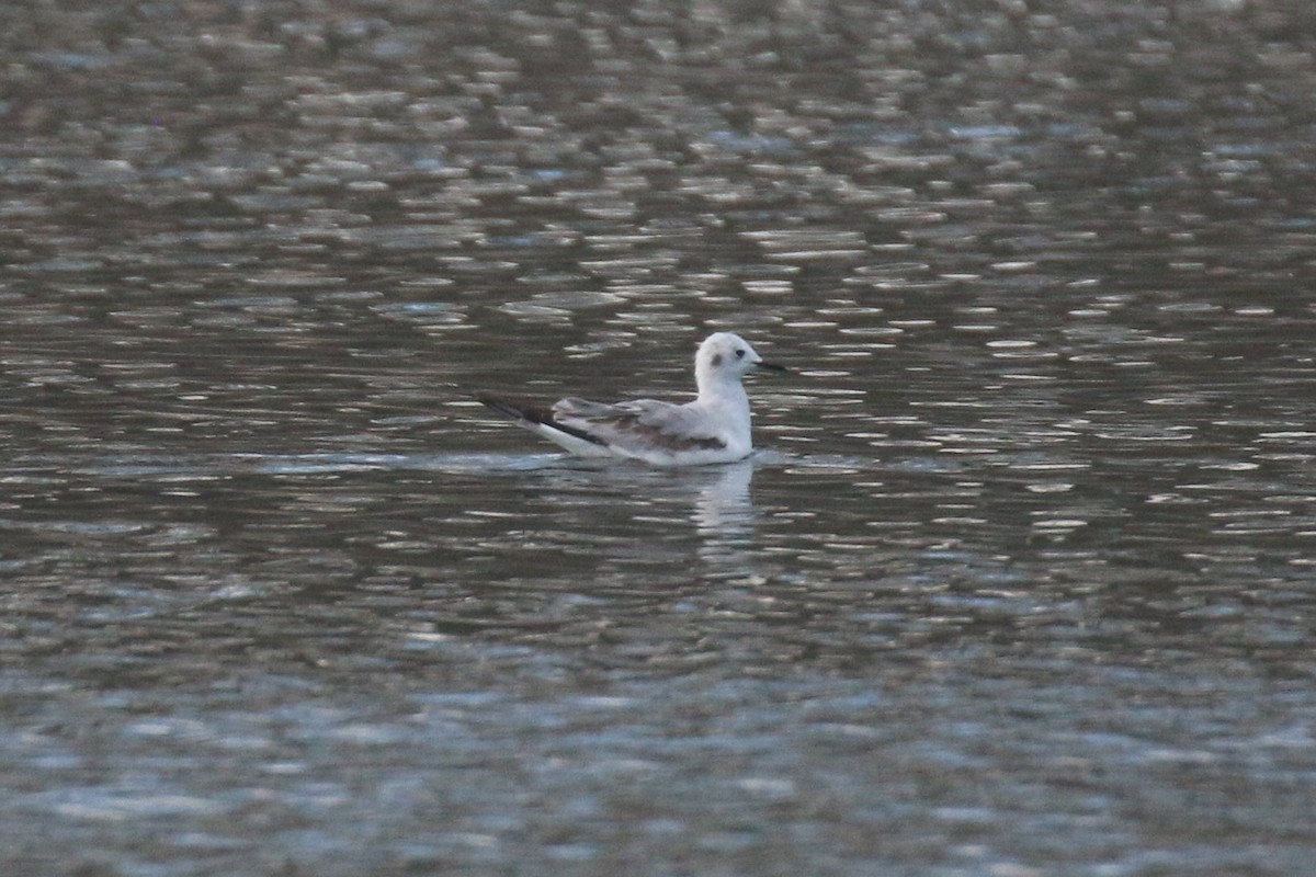 Bonaparte's Gull - ML549520241