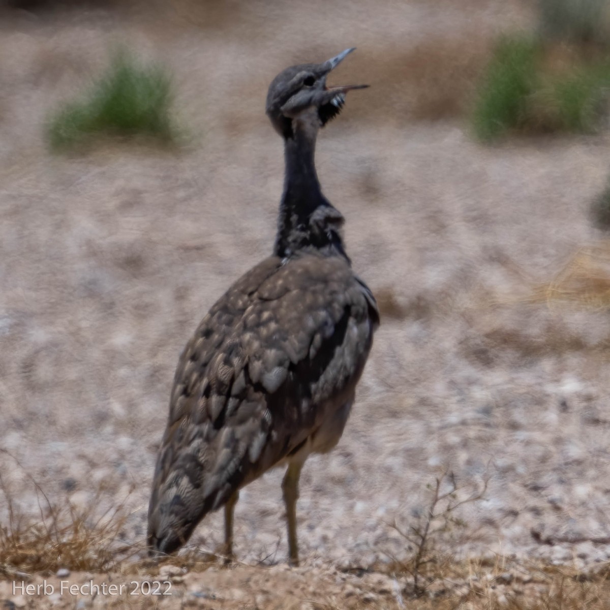 Karoo Bustard - Herbert Fechter