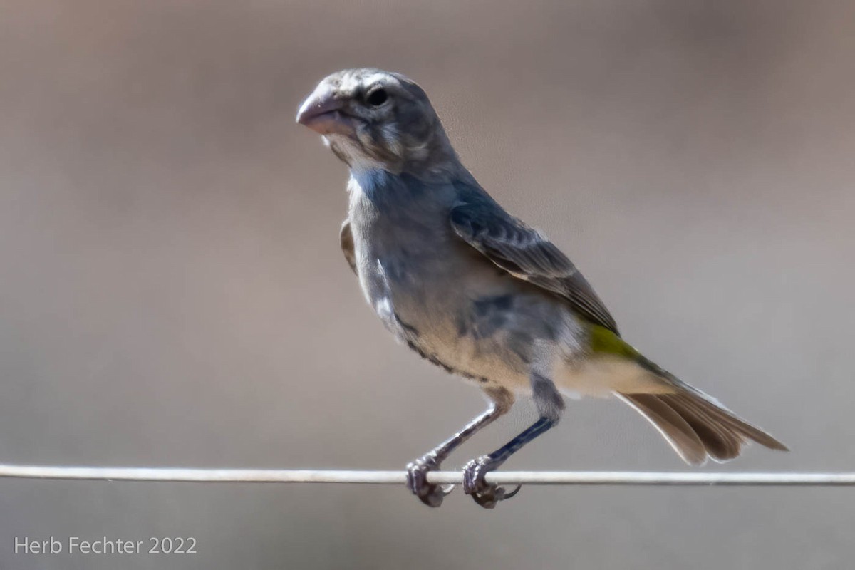 Serin à gorge blanche - ML549520851