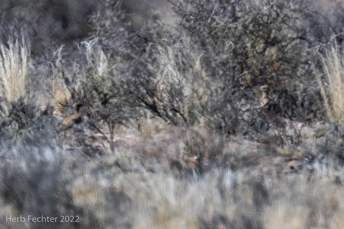 Double-banded Courser - ML549521301