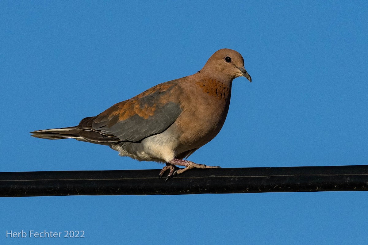 Laughing Dove - Herbert Fechter