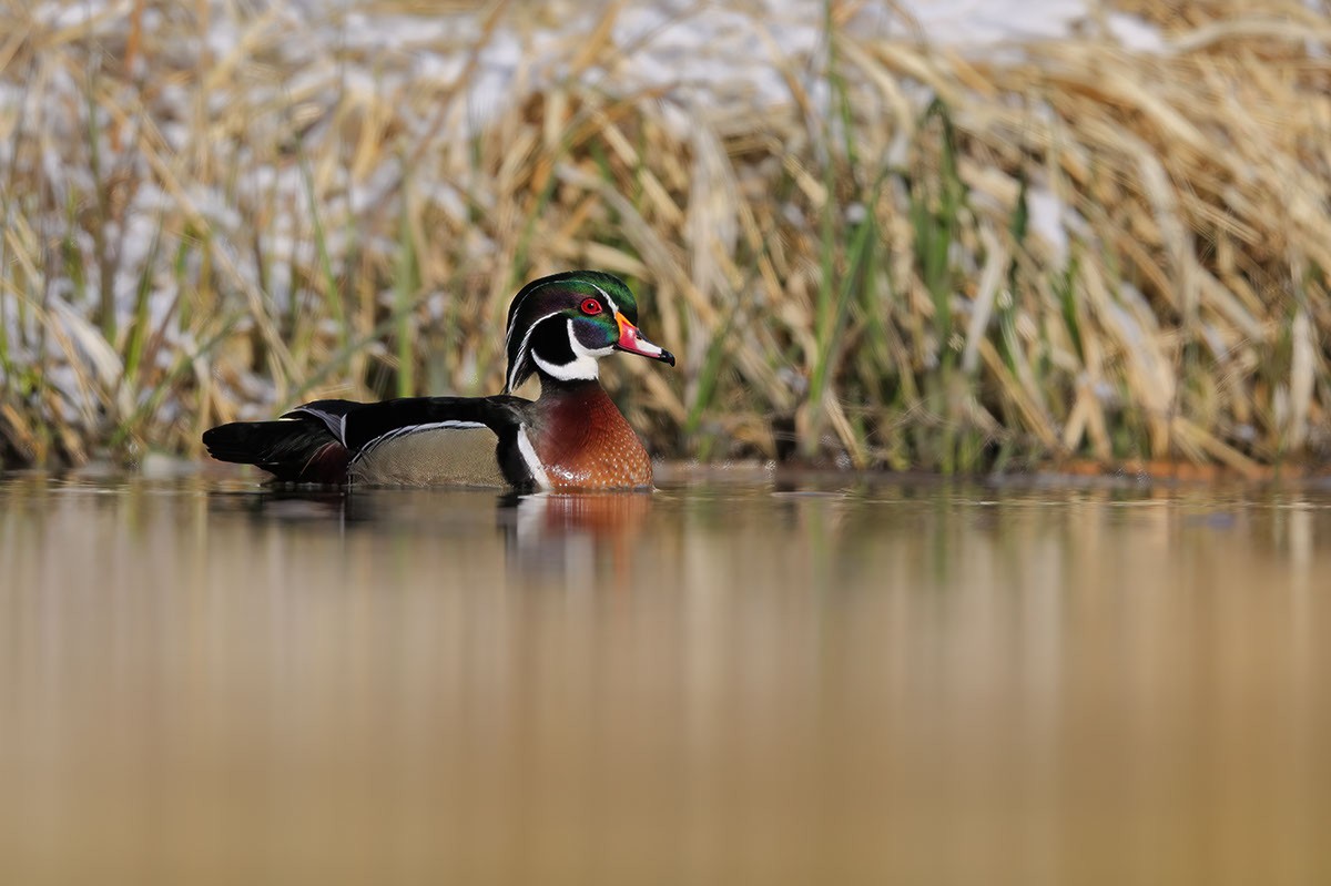 Wood Duck - ML549521511