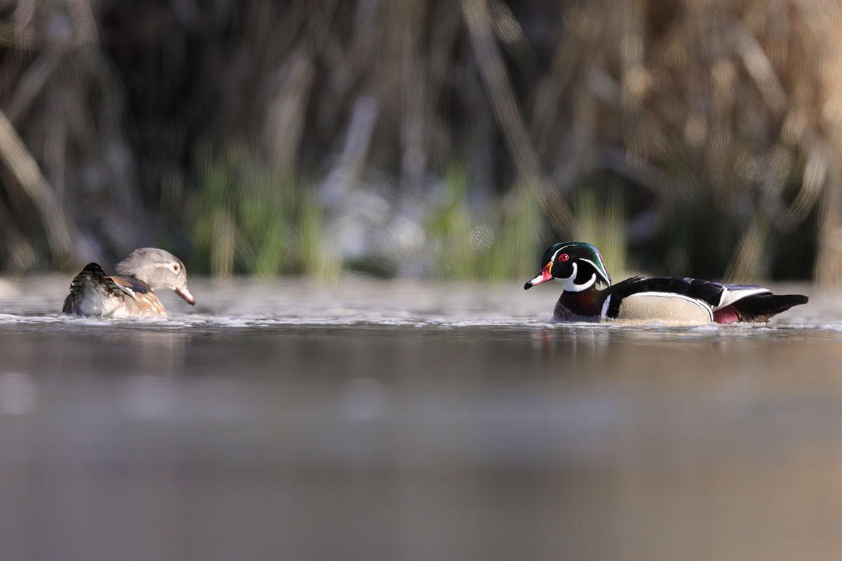 Wood Duck - ML549521521