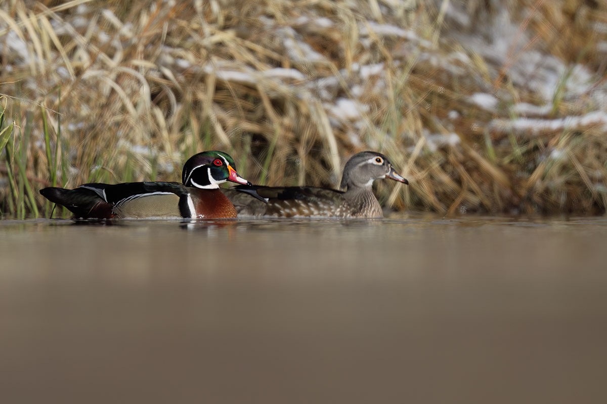 Wood Duck - ML549521531