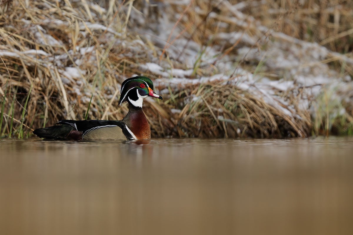 Wood Duck - ML549521541