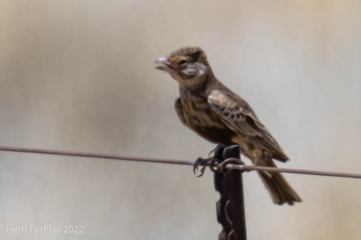 Gray-backed Sparrow-Lark - Herbert Fechter