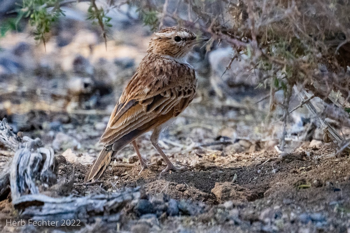 Fawn-colored Lark - Herbert Fechter