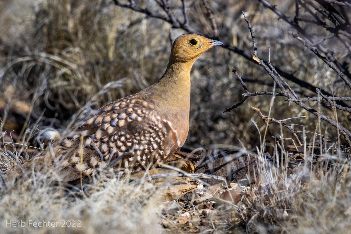 Namaqua Sandgrouse - Herbert Fechter