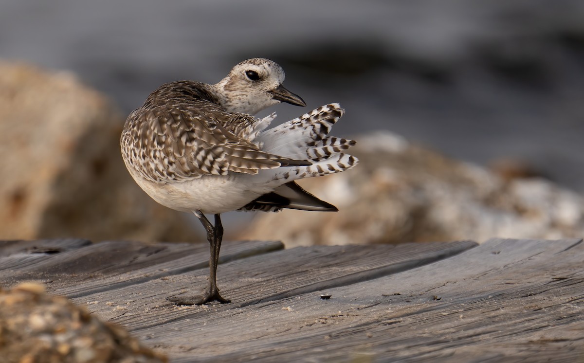 Black-bellied Plover - ML549522691