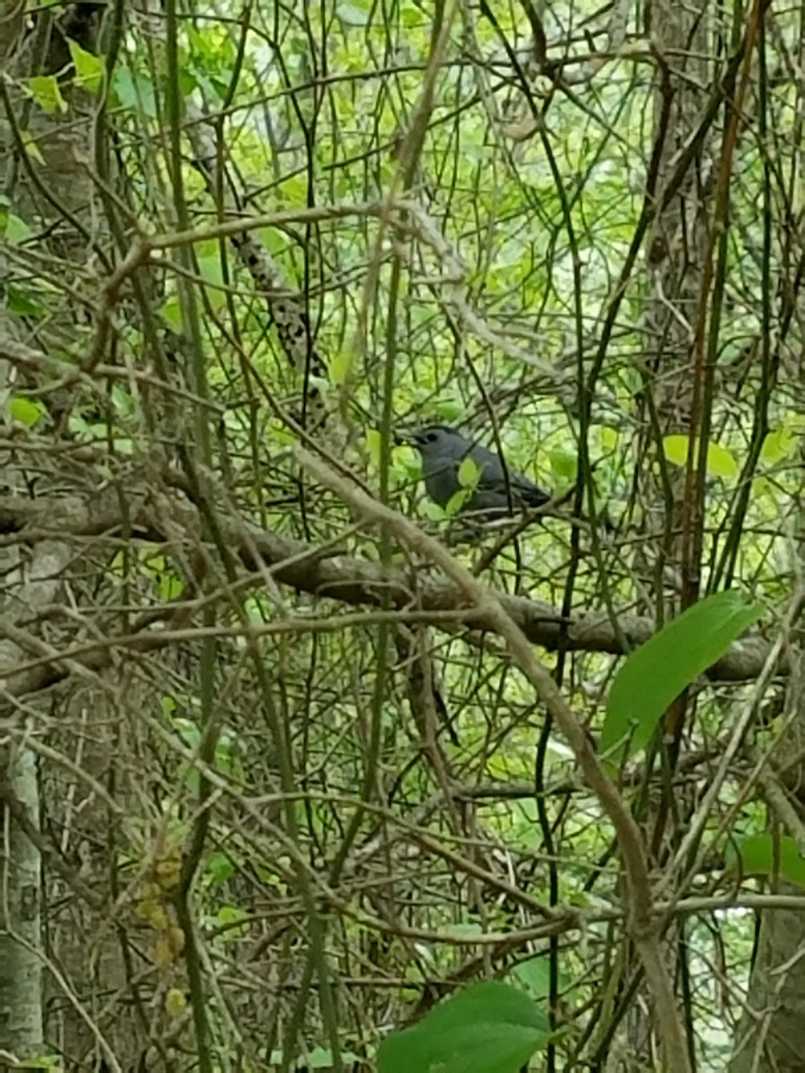 Gray Catbird - ML54952411