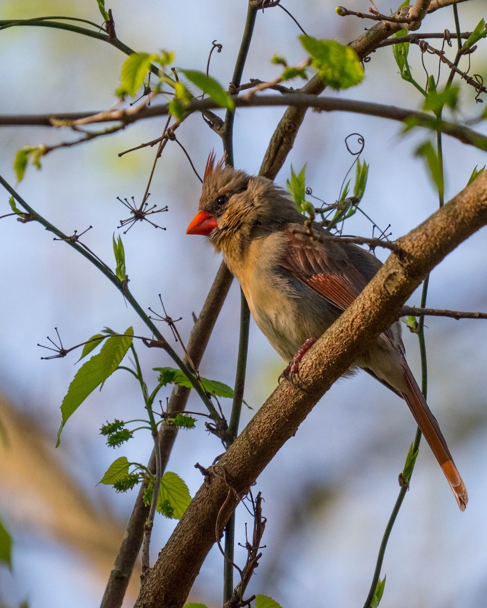 Cardinal rouge - ML54952601