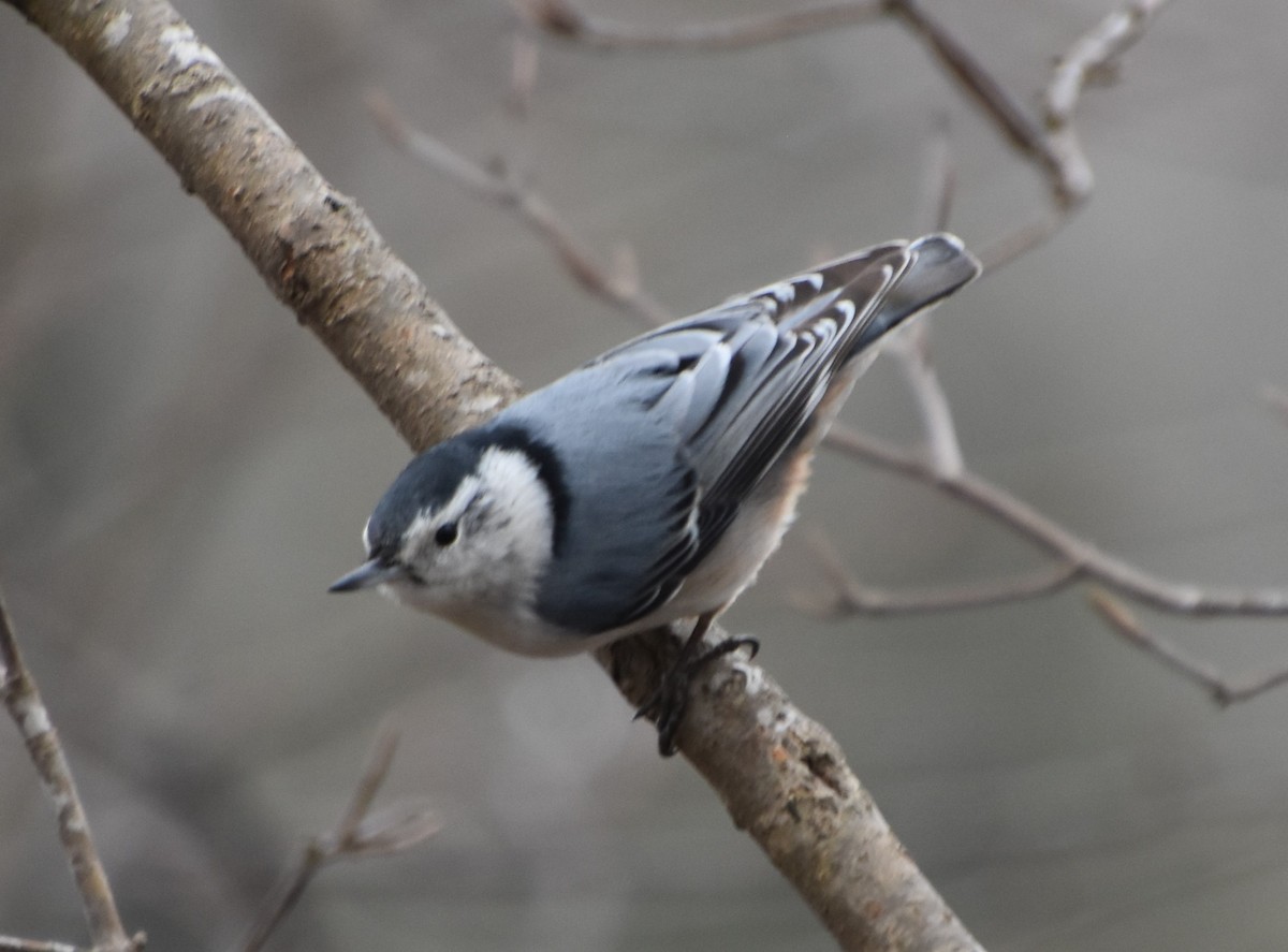 White-breasted Nuthatch - ML549527001