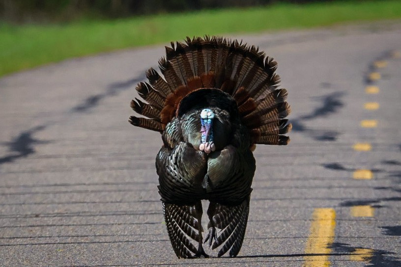 Wild Turkey - ML549527561