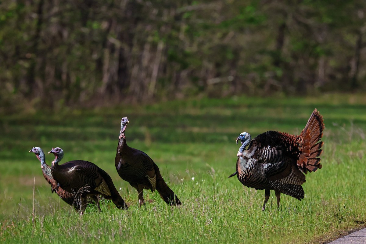 Guajolote Gallipavo - ML549527571