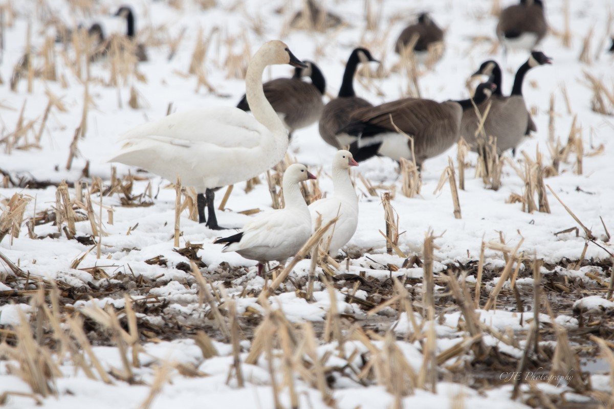 Ross's Goose - ML549527741