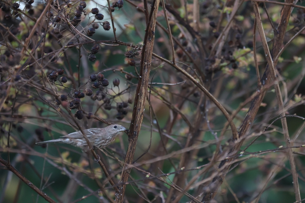 House Finch - ML549527831