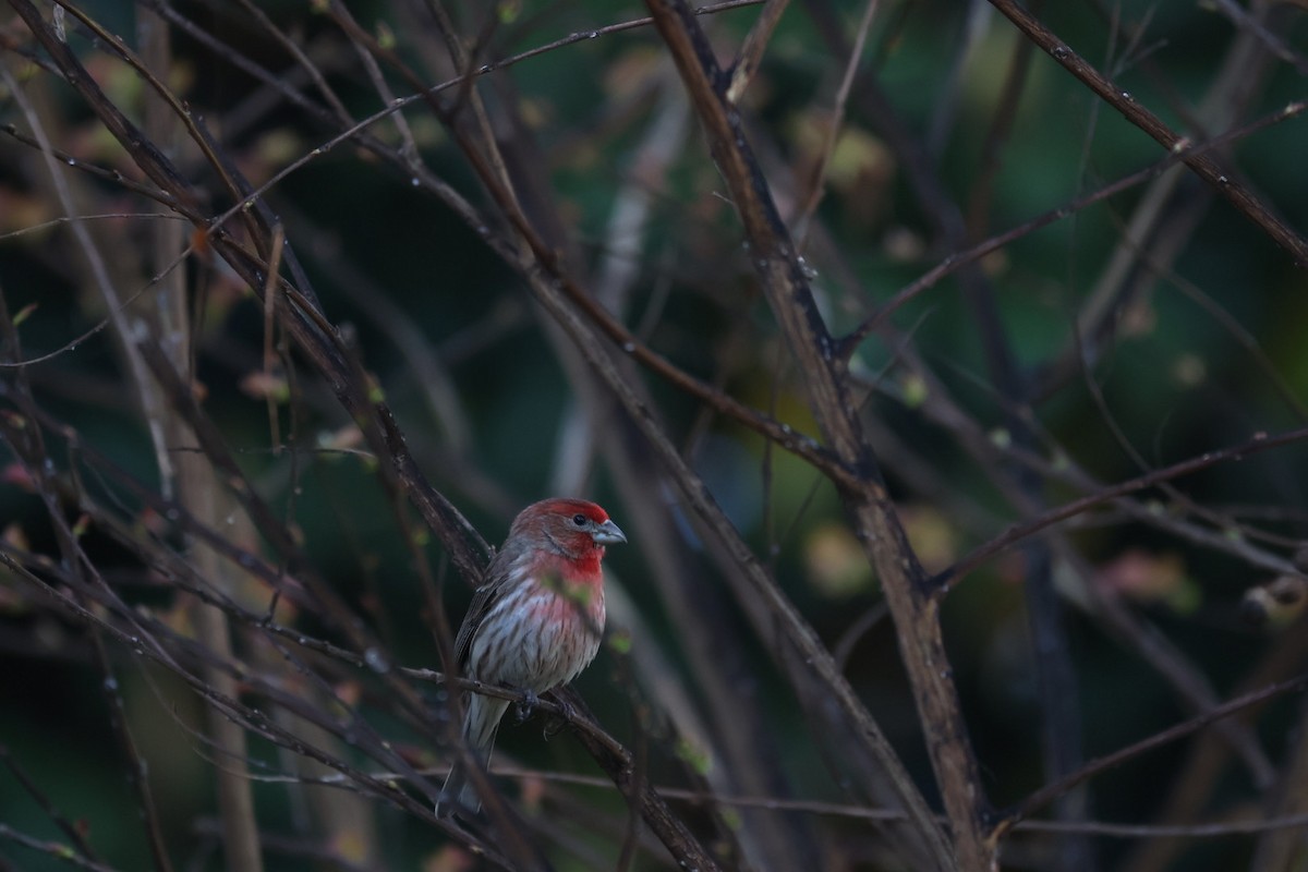 House Finch - ML549527841