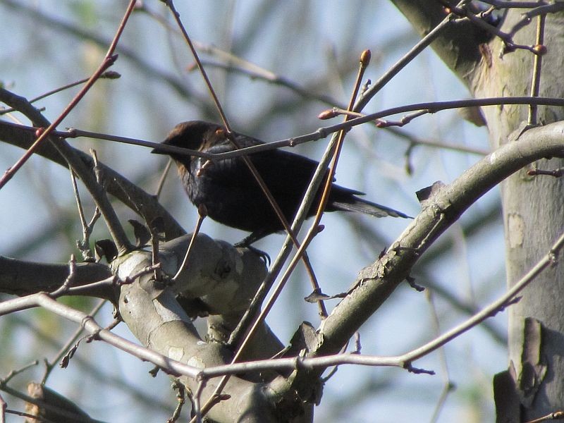 Brown-headed Cowbird - ML54952841