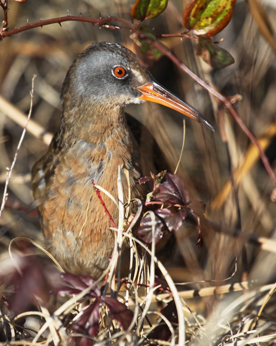 Virginia Rail - Jeff Lewis