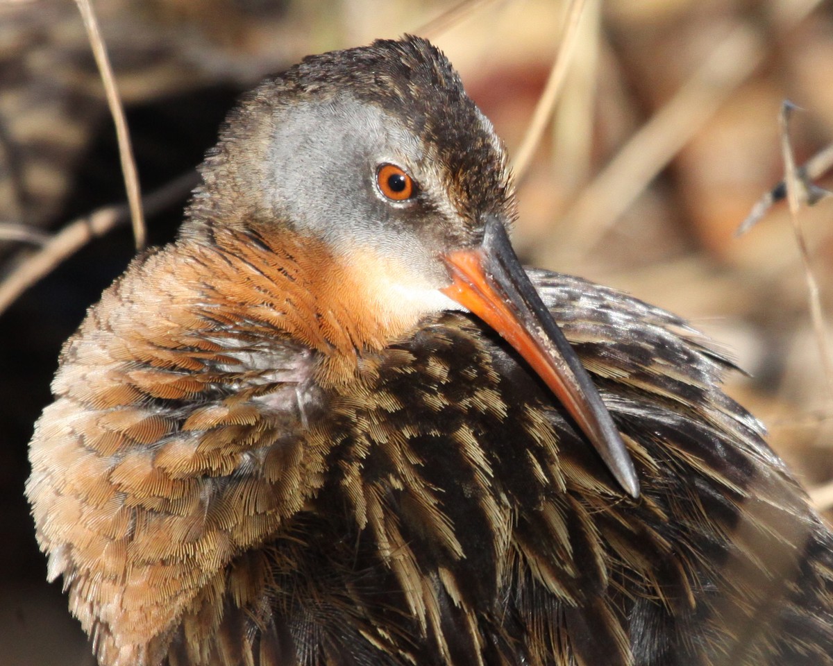 Virginia Rail - Jeff Lewis