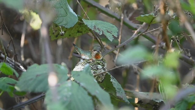 Allen's Hummingbird - ML549528961
