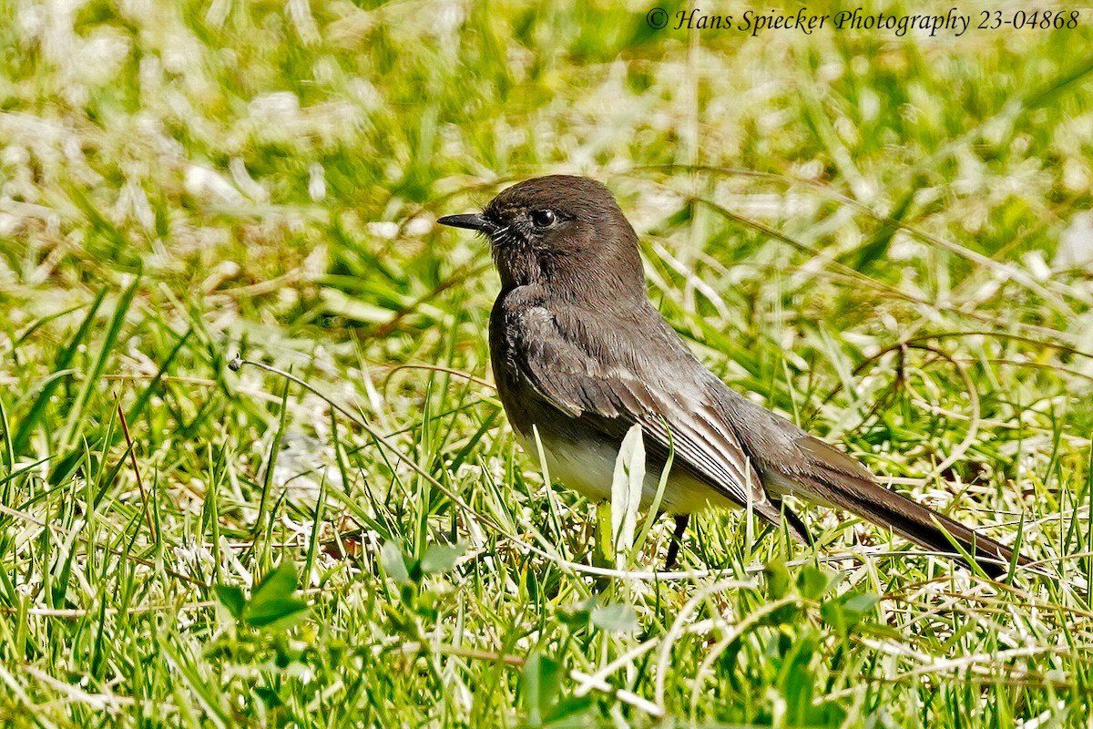 Black Phoebe - ML549529421