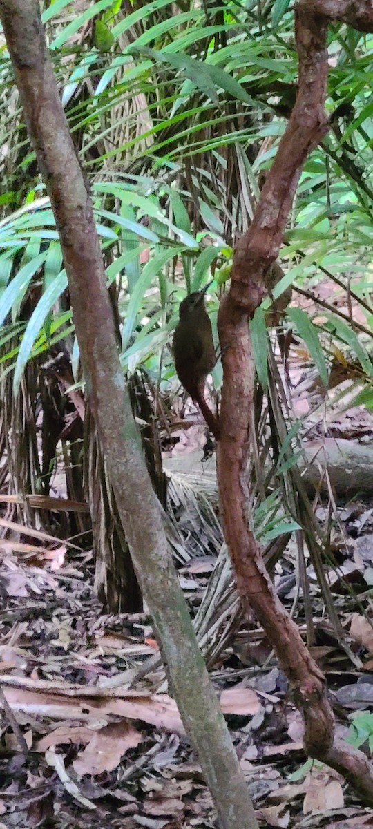 Plain-brown Woodcreeper - ML549530321