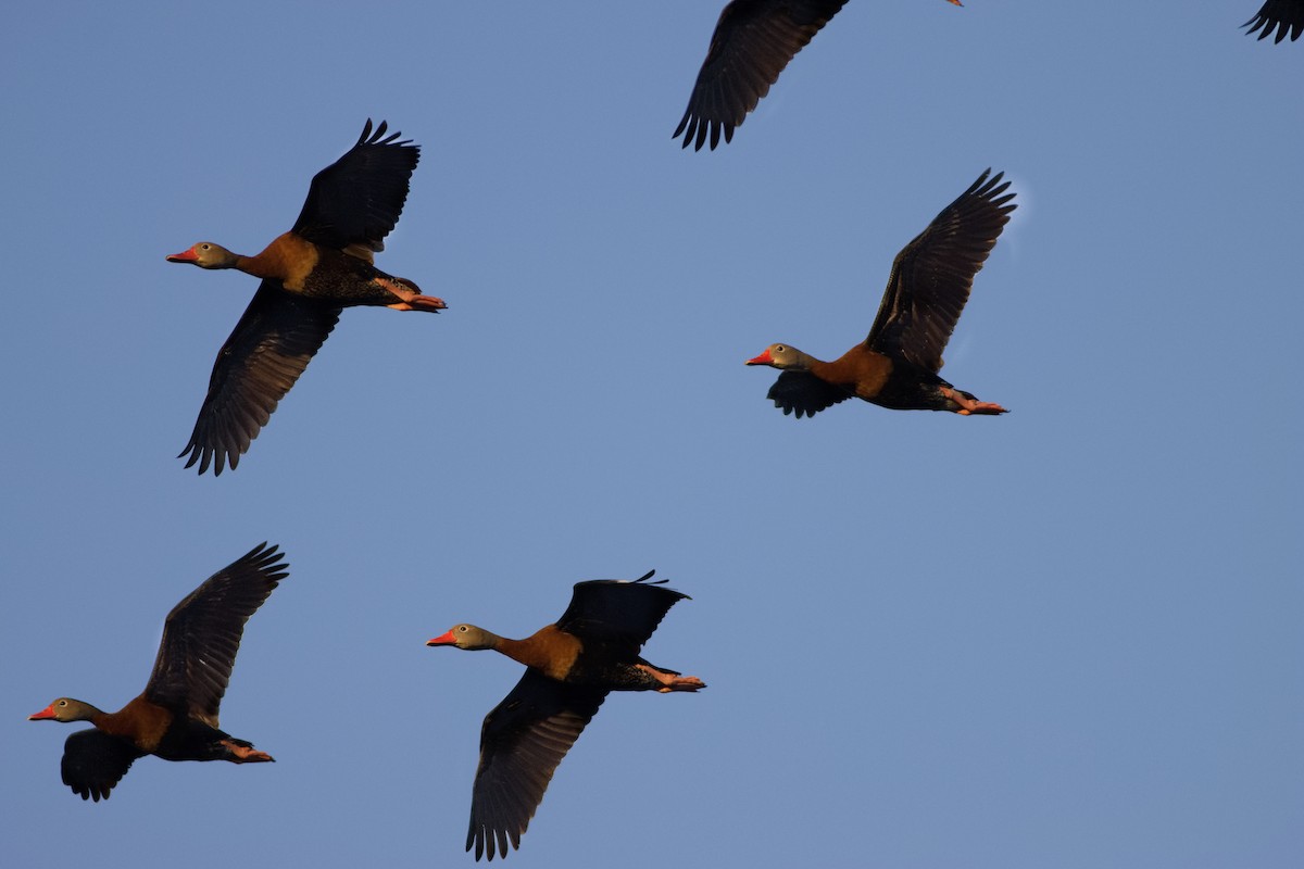 Black-bellied Whistling-Duck - ML549531421