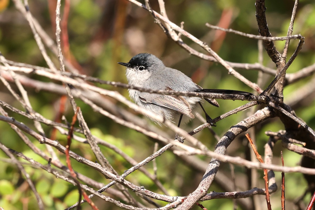 Black-tailed Gnatcatcher - ML549532301