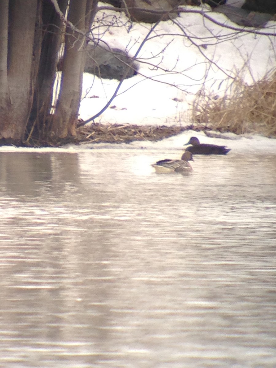 Pink-footed Goose - ML549533791