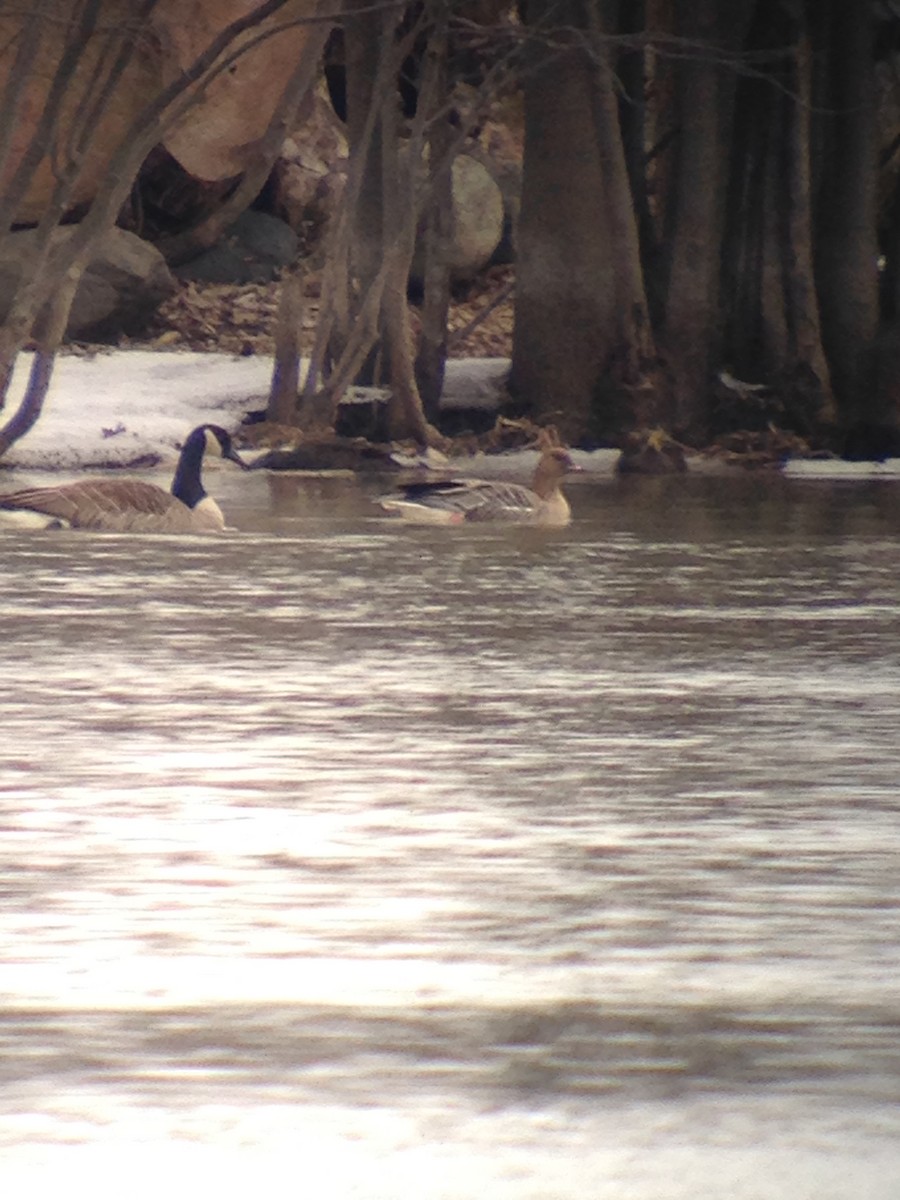 Pink-footed Goose - ML549533801