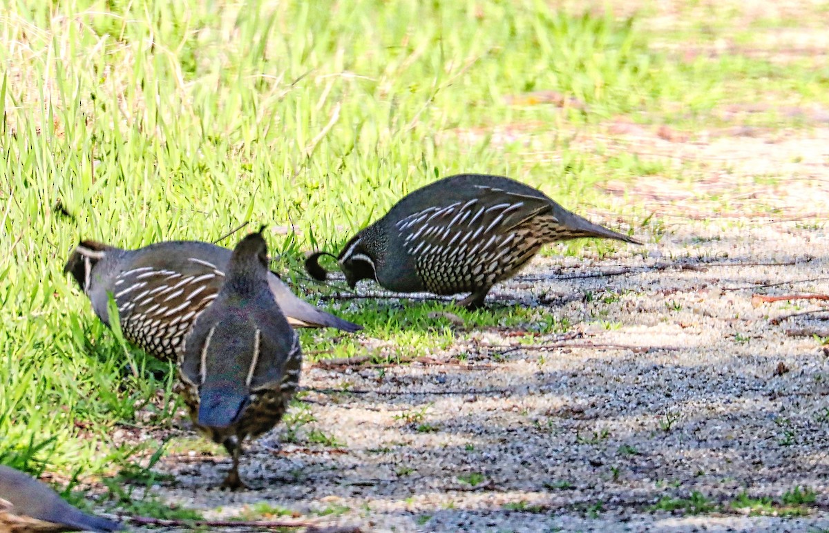 California Quail - ML549533851