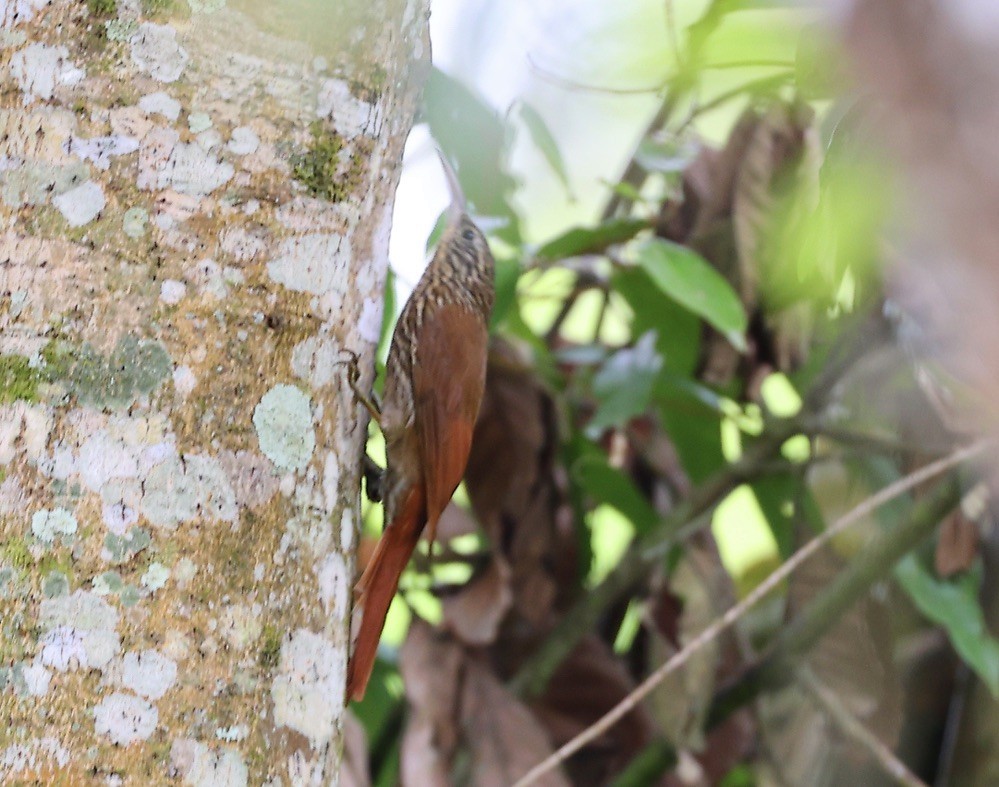 Streak-headed Woodcreeper - ML549535381