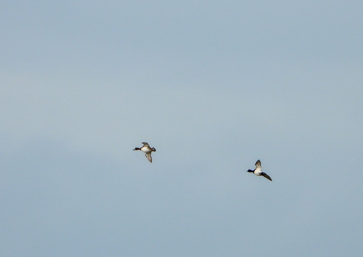 Lesser Scaup - ML549536001