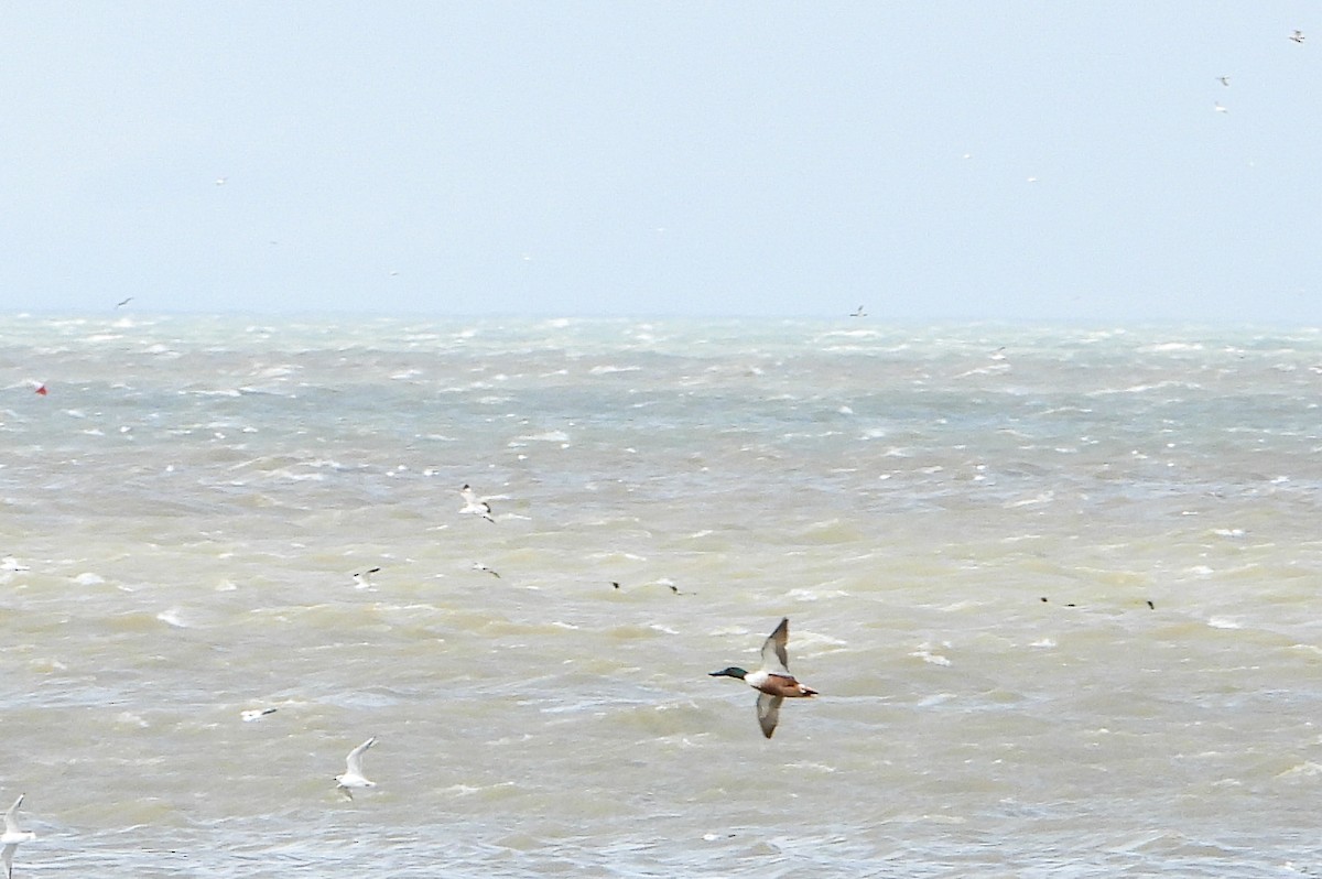 Northern Shoveler - ML549536031