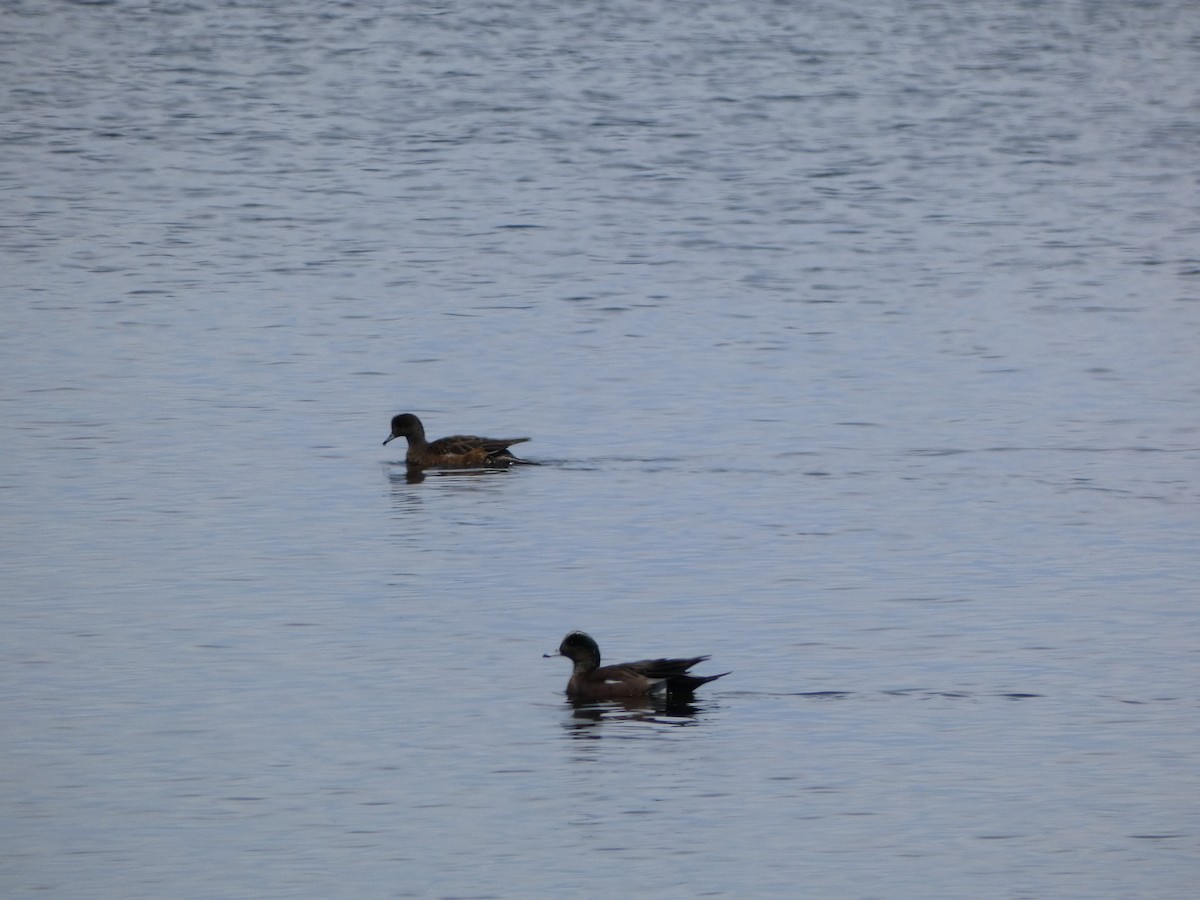 American Wigeon - ML549536051