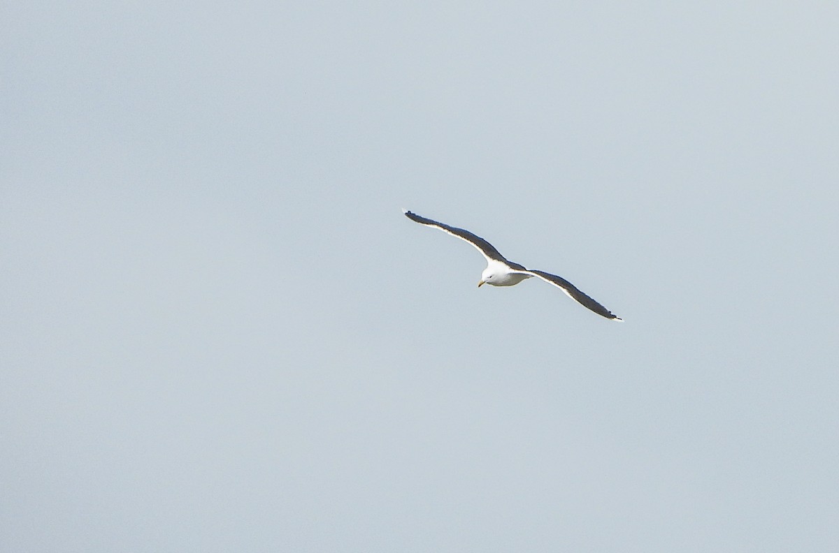 Great Black-backed Gull - ML549536241