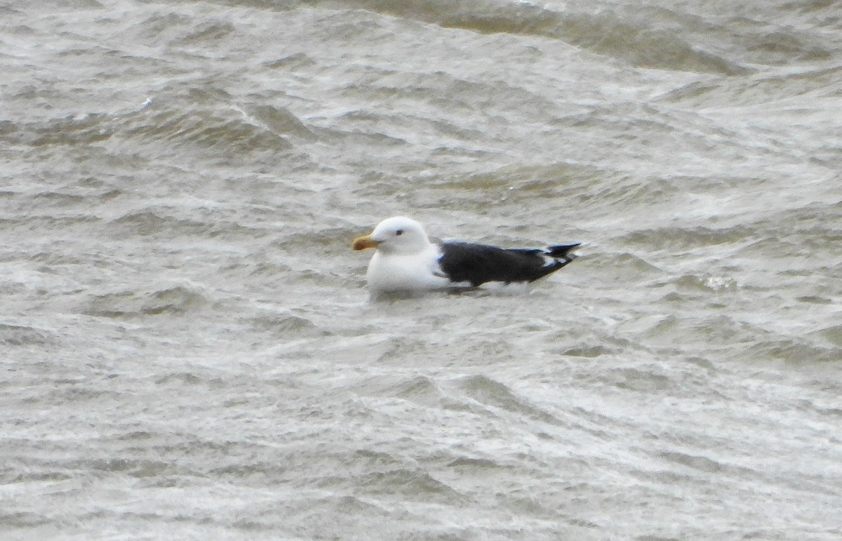 Great Black-backed Gull - ML549536301