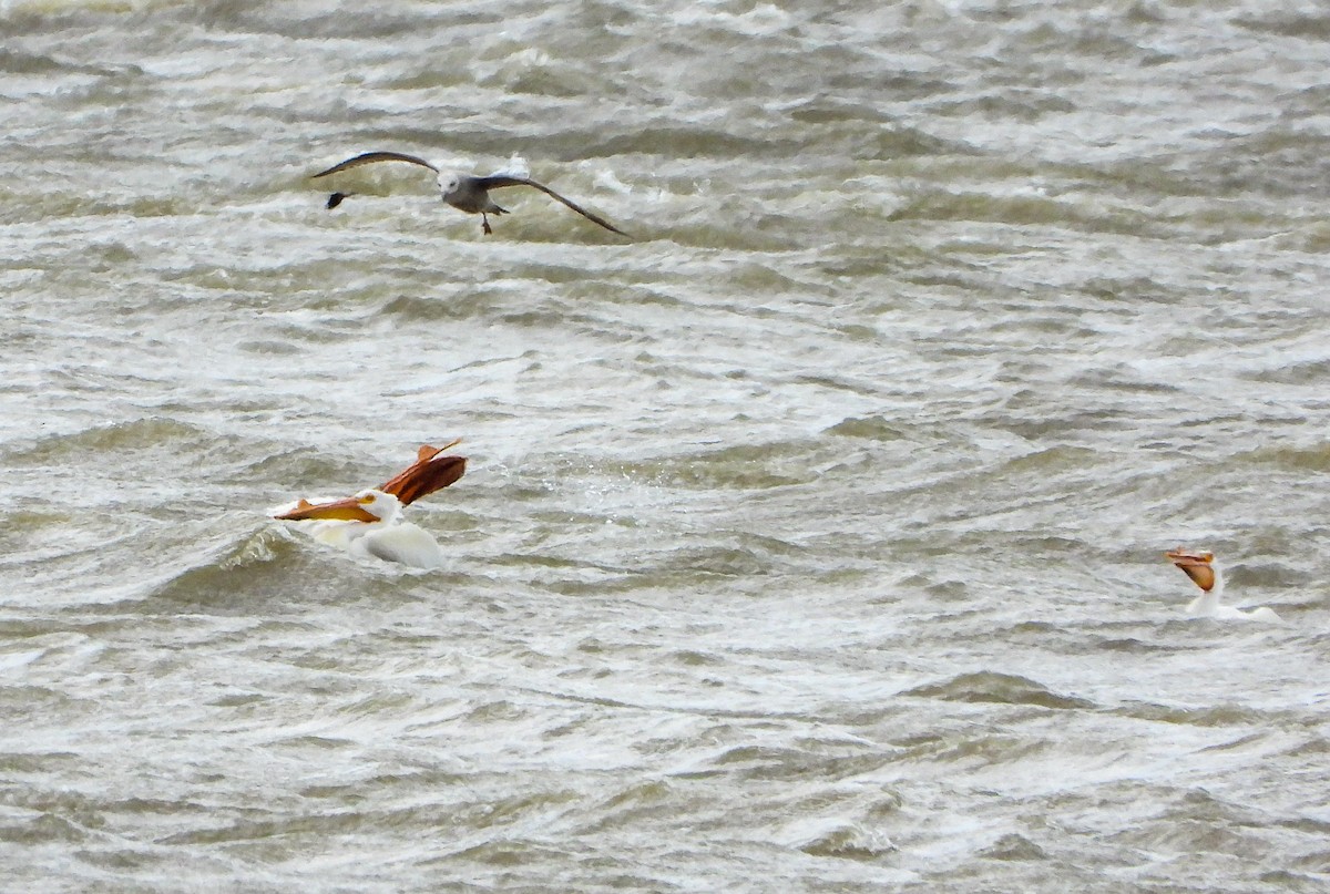 American White Pelican - ML549536451