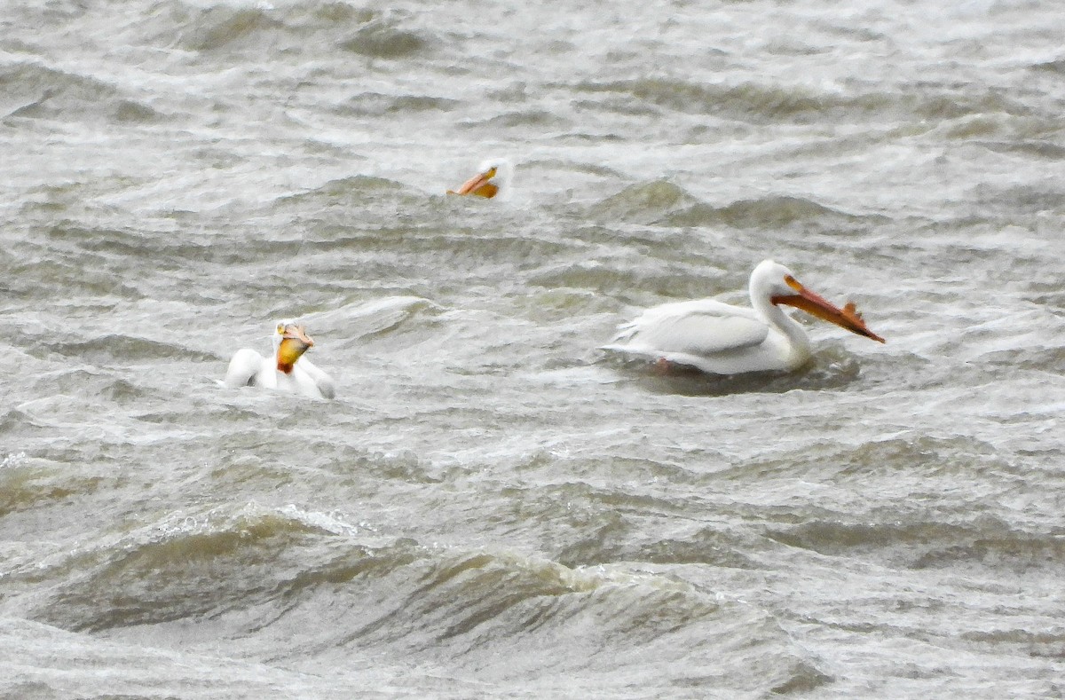 American White Pelican - ML549536461