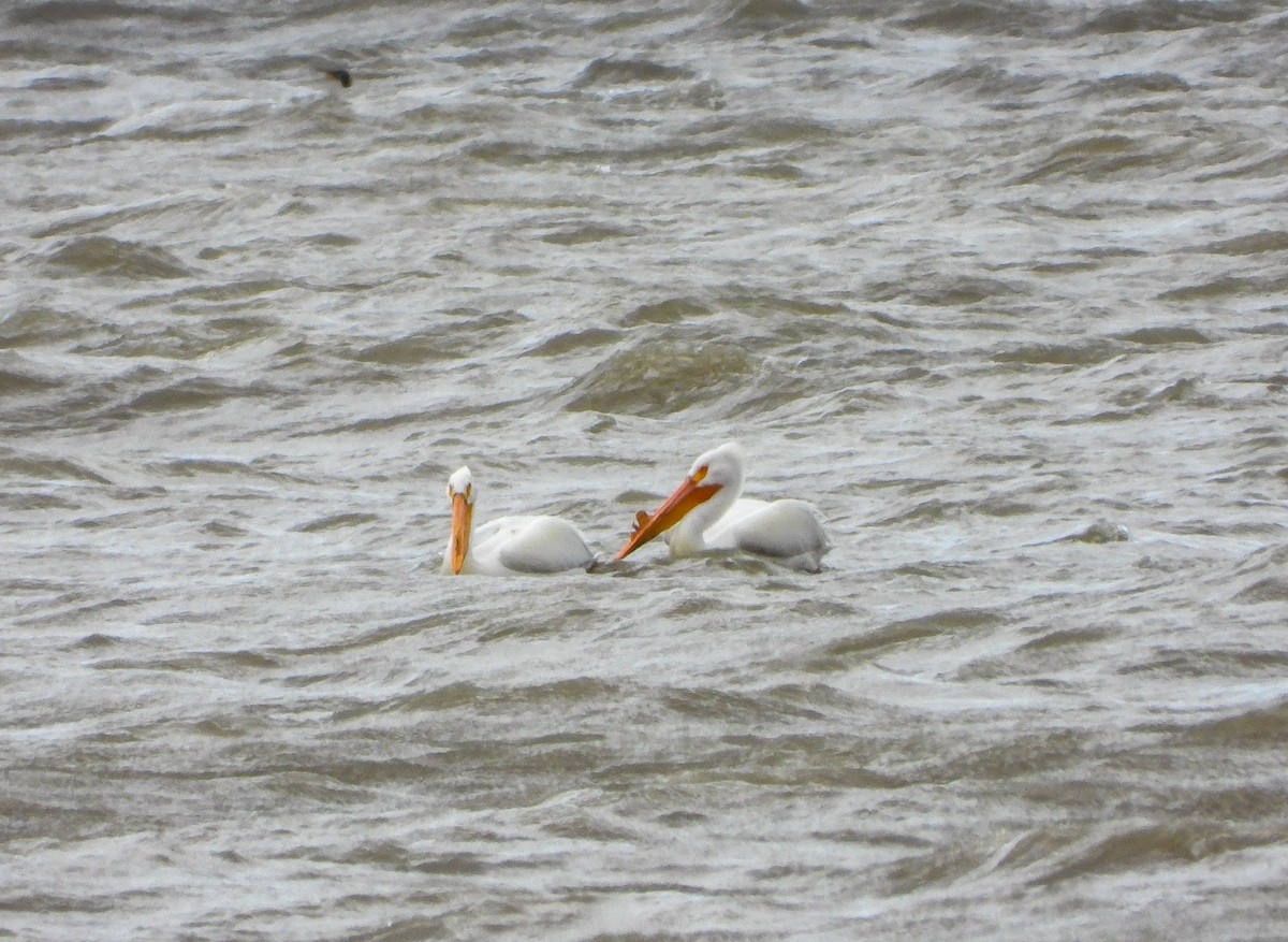 American White Pelican - ML549536491