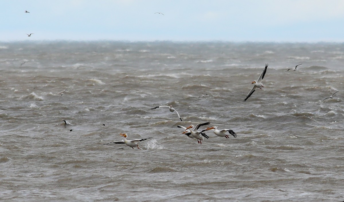 American White Pelican - ML549536671