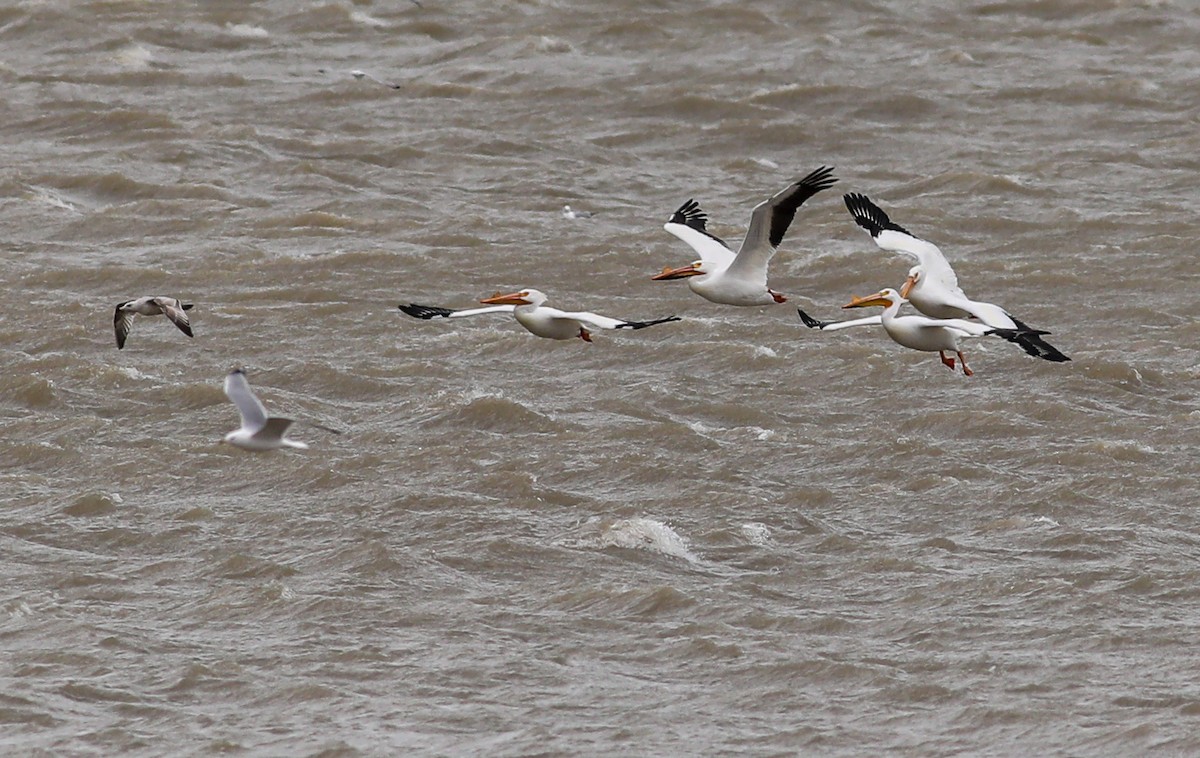 American White Pelican - ML549536681